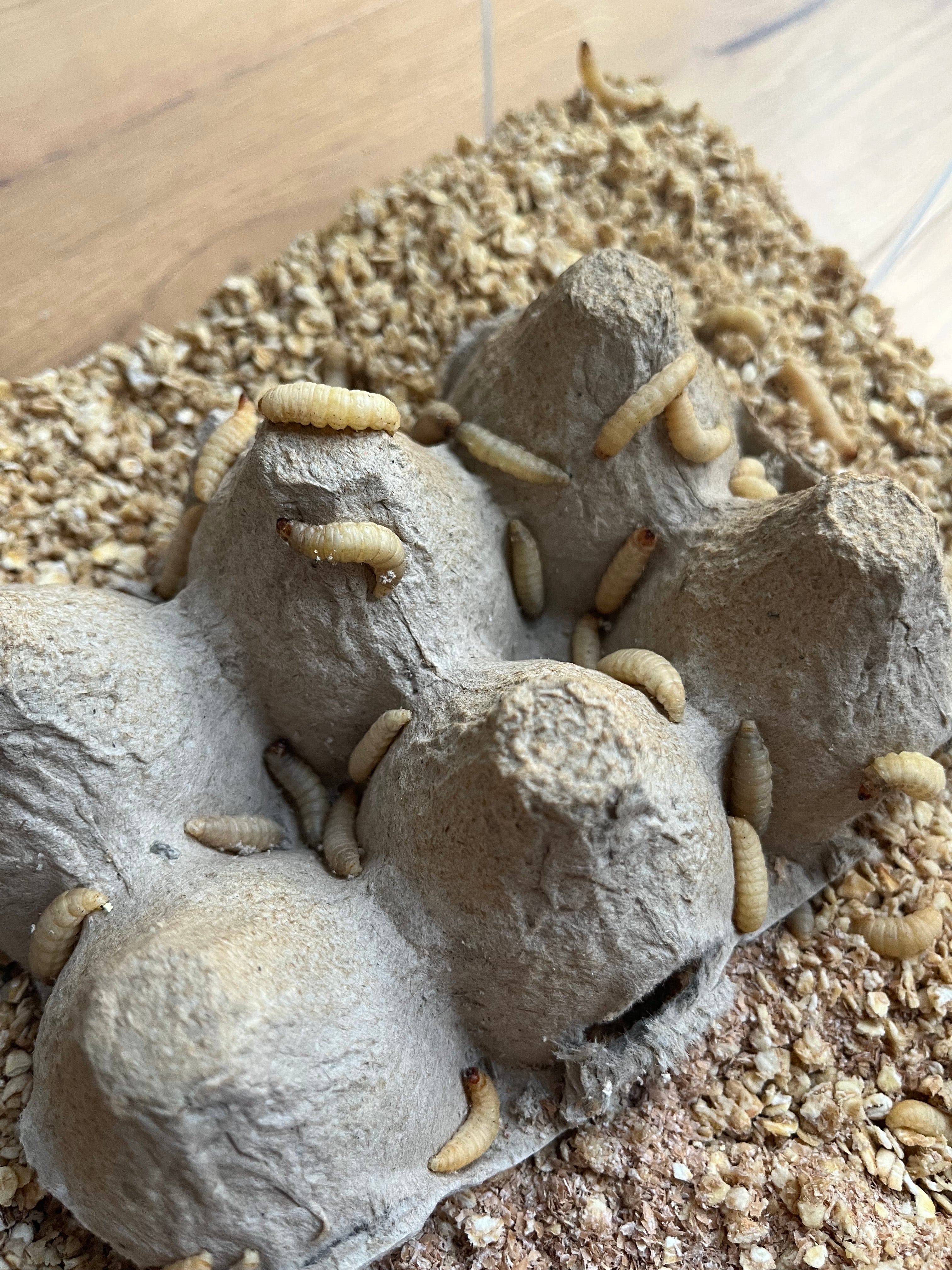 Wax worms