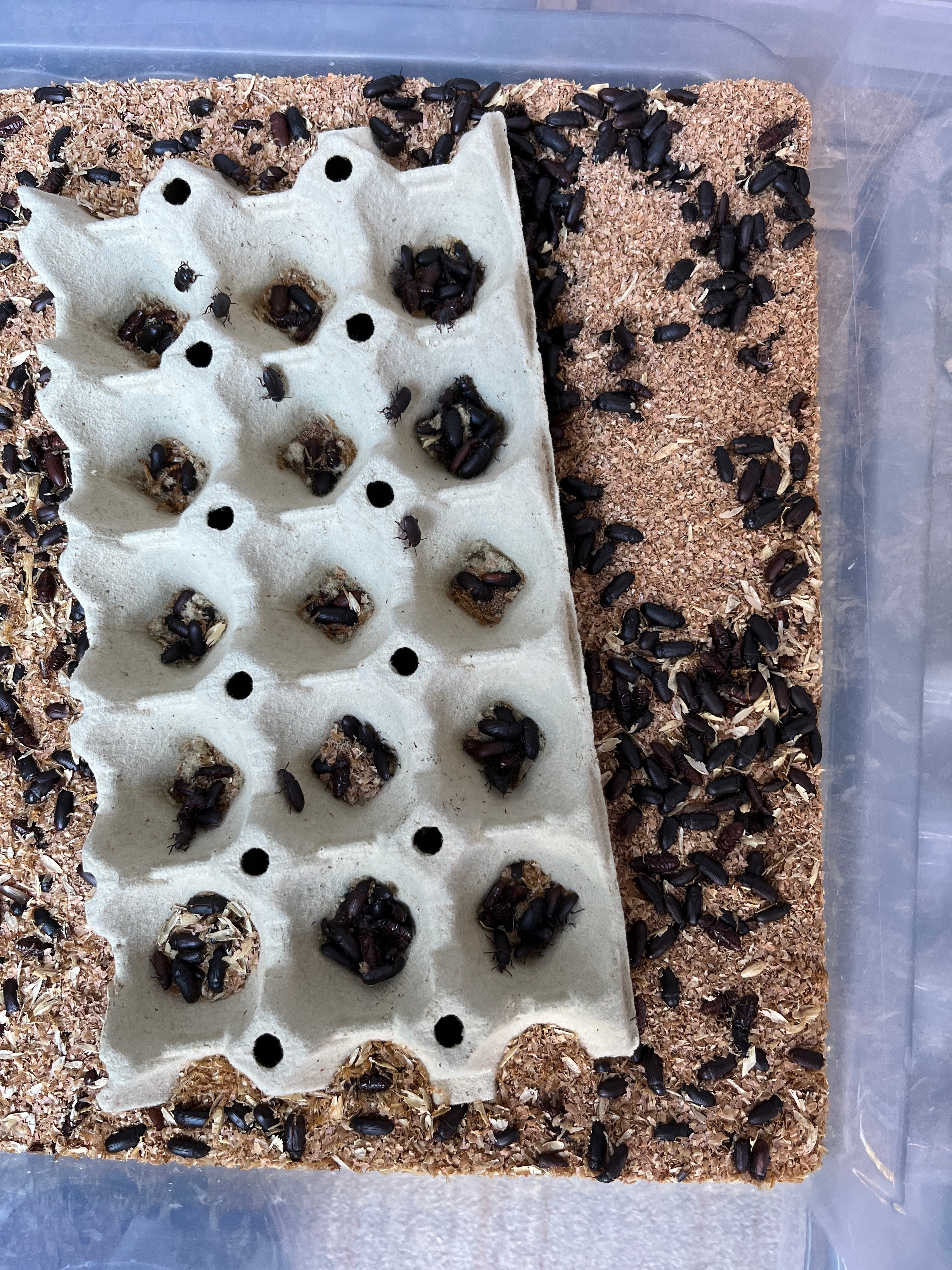 10x Cardboard Egg Trays