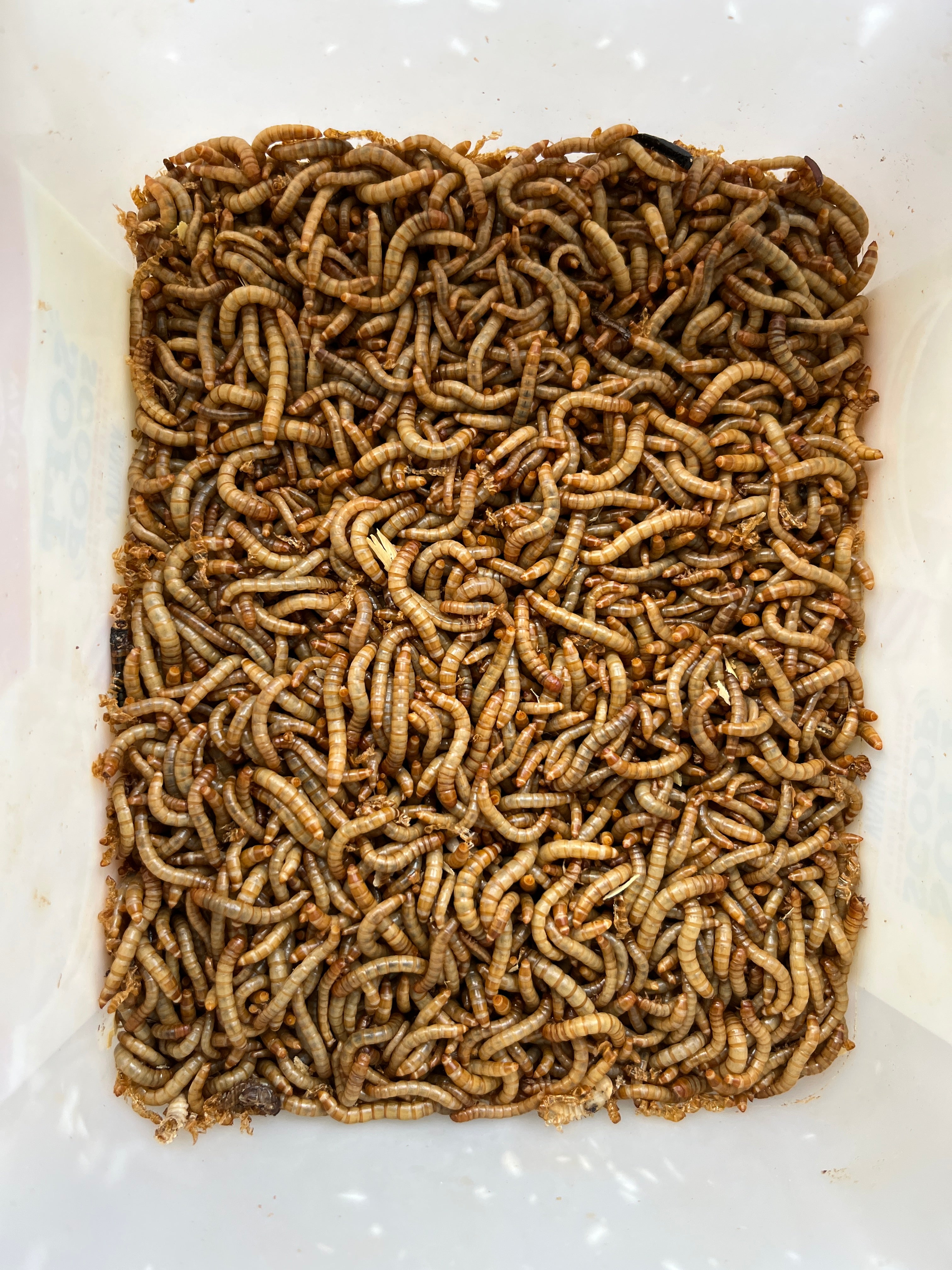 Mini Mealworms