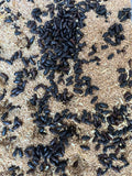 Live Darkling Beetles