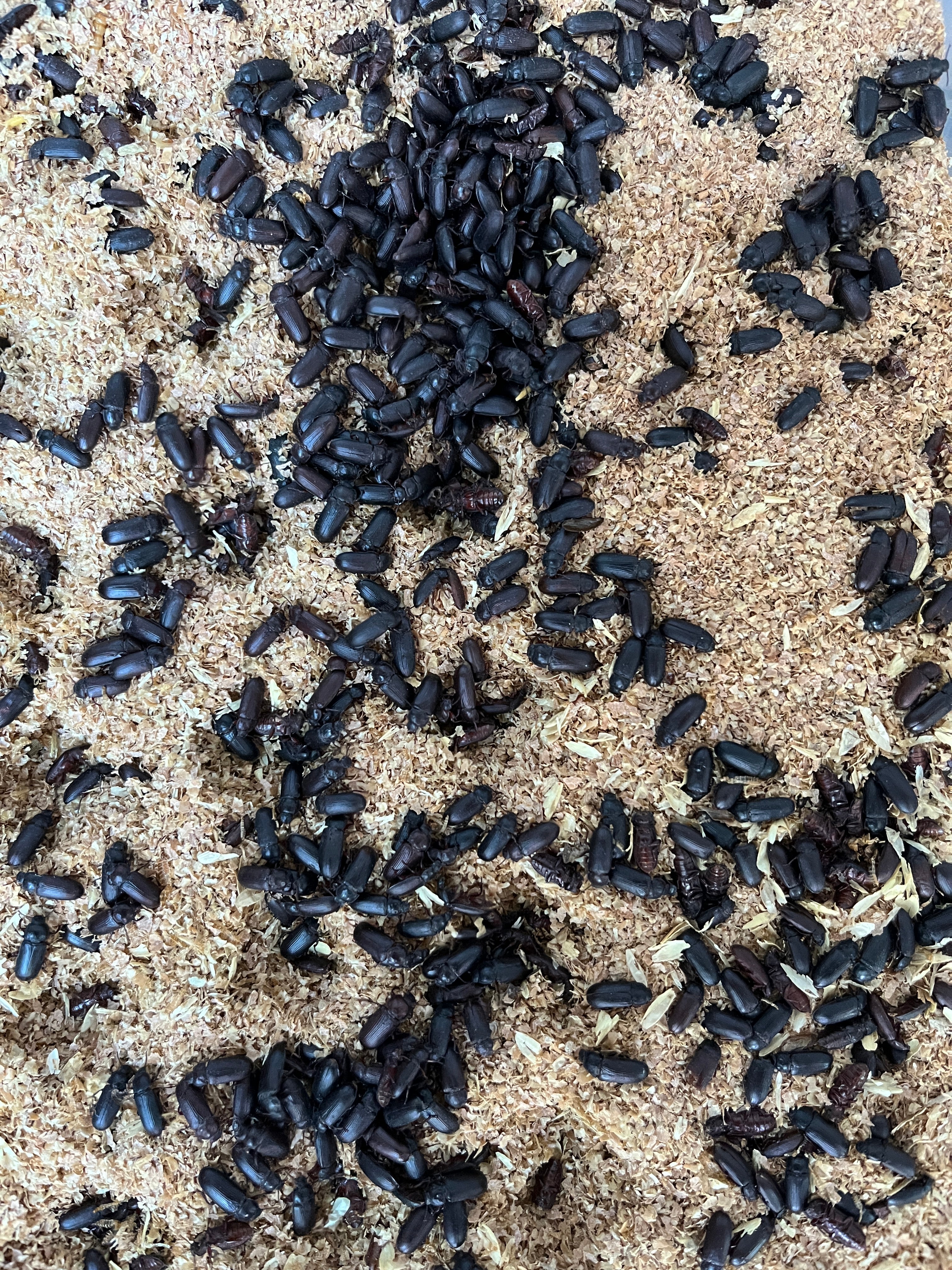 Live Darkling Beetles
