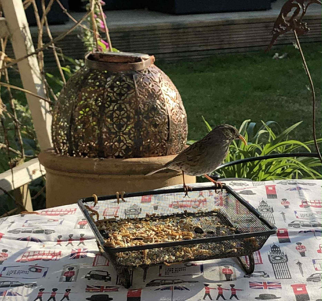 Live Mealworms