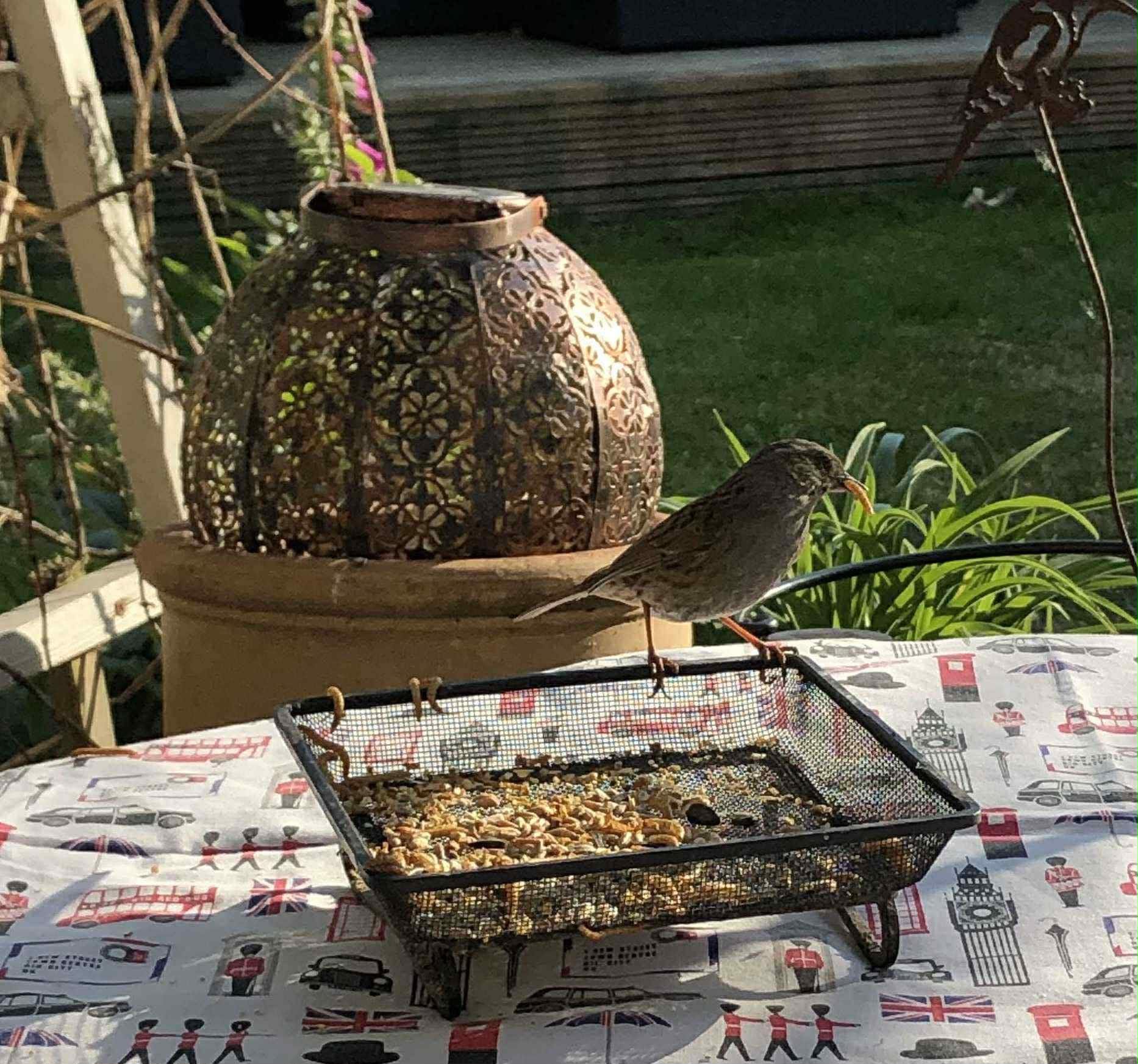 Live Mealworms