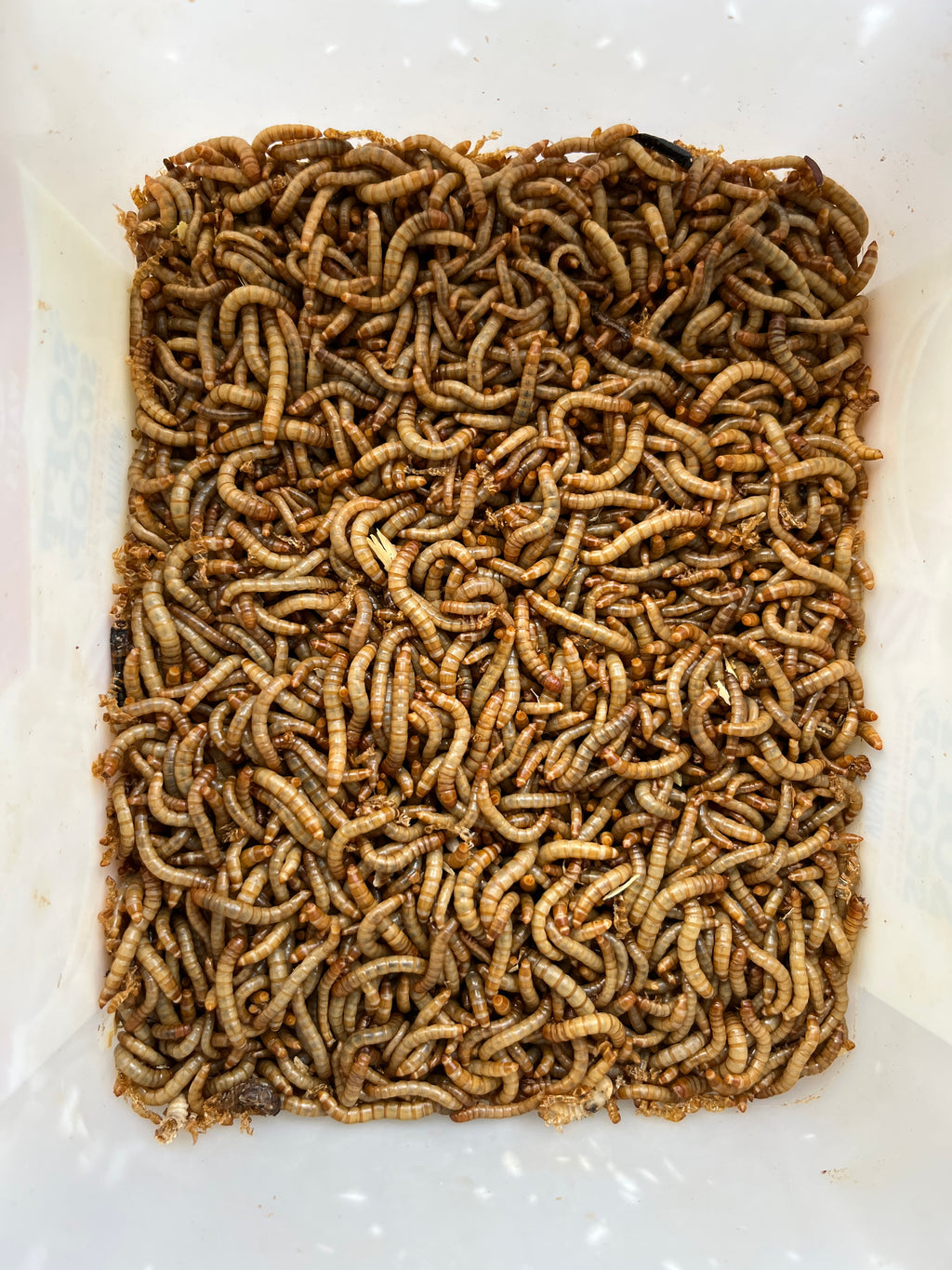 Live Mealworms