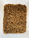 Live Mealworms